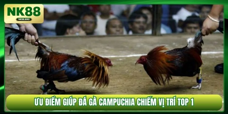 Ưu điểm giúp đá gà Campuchia chiếm vị trí top 1